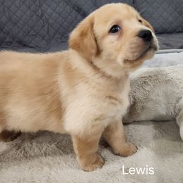 Lewis (orange collar) - Yellow male Labrador Retriever puppy in Greenwich, Ohio from Pure Gem Kennel