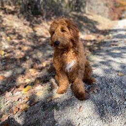 Fizz - Red  female Goldendoodle puppy in Sugarcreek, Ohio from True Hearted Doodles
