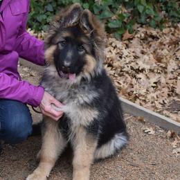 German Shepherd Puppies from Silver Knight Shepherds
