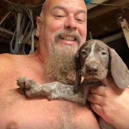 Puppy - Liver and white female German Shorthaired Pointer puppy in New Bedford, Massachusetts from Foot Hunter Kennel