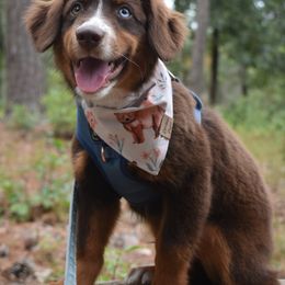 German Shorthaired Pointers, Miniature American Shepherds, and Toy Australian Shepherds from Foxtail Hollow