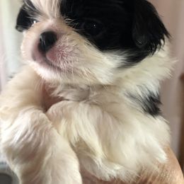 Boy 2 - Black and white male Japanese Chin puppy in Sandstone, Minnesota from Peaceful Garden Cavaliers