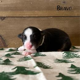 Bravo - Black tri-color male Australian Shepherd puppy in Kearney, Nebraska from Helix Aussies
