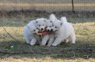 Samoyed puppies play tug-of-war