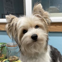 Belle - Yorkshire Terrier