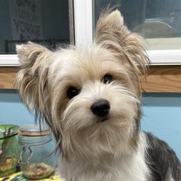 Belle - Yorkshire Terrier