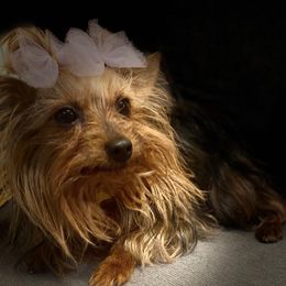 Yorkshire Terriers from Opals Gifted Hands