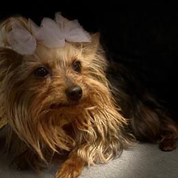 Yorkshire Terriers from Opals Gifted Hands
