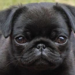 Pug Puppies from Pug Puppies of Boston