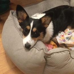 Pembroke Welsh Corgi All Grown Up from Early Spring Corgis