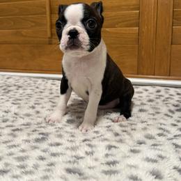 Boy 3 bigger faded in Haggerty dot spot on nose - Black brindle and white male Boston Terrier puppy in Madera Acres, California from Muggin Bostons Terriers and Mini Dachshund