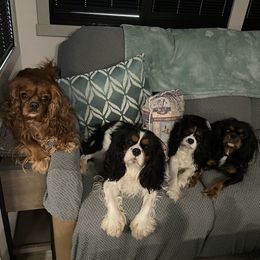 Cavalier King Charles Spaniel Puppies from Meant To Be Cavalier King Charles Spaniels