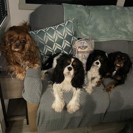 Cavalier King Charles Spaniel Puppies from Meant To Be Cavalier King Charles Spaniels