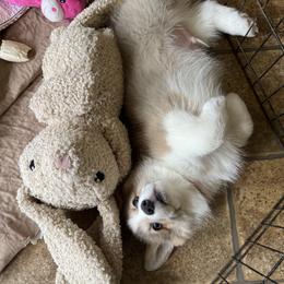 Red Boy - Red male Pembroke Welsh Corgi puppy in Thompsonville, Michigan from Braidwood Corgis
