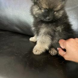 Rusty - Tri-colored male Pomeranian puppy in Woonsocket, Rhode Island from Precious Paws by Jai