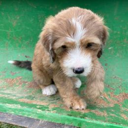 Bernedoodle Puppies from Bayou Blu's Bernedoodles