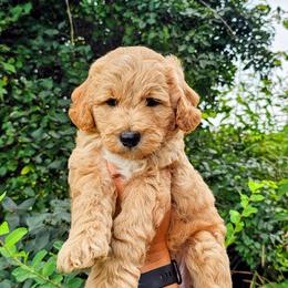 Kokomo - Red  male Goldendoodle puppy in Forest, Ohio from Mini Doodle Buddies