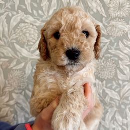 Brie - Apricot Goldendoodle puppy in Florence, Alabama from Dolly Doodle’s Doodles