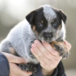 -Girl 1 - Blue female Australian Cattle Dog puppy in Kaufman, Texas from Emberwick Ranch