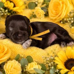 Oakley - Liver male Miniature Schnauzer puppy in Magalia, California from NorCal Schnauzers