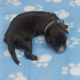 Gunner Gray - Black and white male Bernedoodle puppy in Delphos, Ohio from Route 66 Poodles & Doodles, Sapphire Shih-tzu's of Ohio