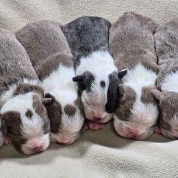 Socks - Lilac female Boston Terrier puppy in Millers Creek, North Carolina from Tumbling Shoals Hilltop Bostons