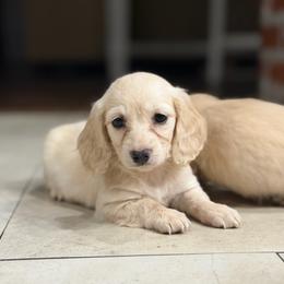 Colette - Cream female Dachshund puppy in Baton Rouge, Louisiana from Bayou d’ Elara Dachshunds