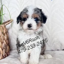 Aussiedoodles, Australian Shepherds, Goldendoodles, and Sheepadoodles from V6 Ranch Dogs