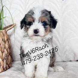 Aussiedoodles, Australian Shepherds, Goldendoodles, and Sheepadoodles from V6 Ranch Dogs