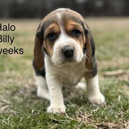 Halo AKC - Black tan and white female Beagle puppy in Rogersville, Missouri from Hales Little Beagle Haven
