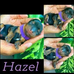 Yorkshire Terrier Puppies from Port City Yorkies LLC