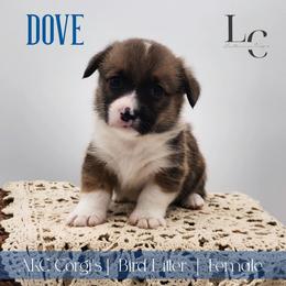 Dove - Sable female Pembroke Welsh Corgi puppy in Pine Village, Indiana from NL Horsemanship