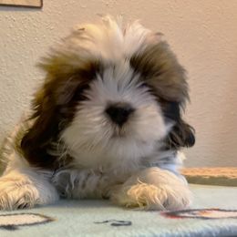Shih Tzu Puppies from Little Lions West