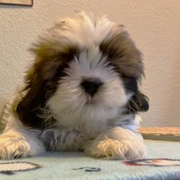 Shih Tzu Puppies from Little Lions West