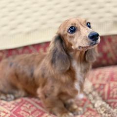 Scout - Dachshund