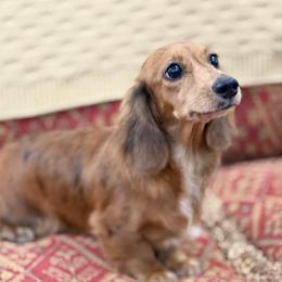 Scout - Dachshund