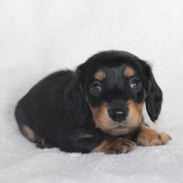 Kain - Black and tan male Dachshund puppy in Fairfax, Iowa from Grayson’s Lovable Dachshunds