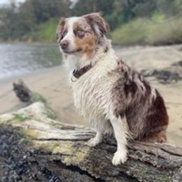 Meeka - Miniature American Shepherd