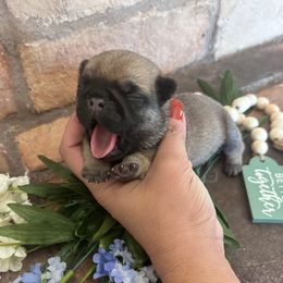 Gray collar - Fawn male Pug puppy in Tucson, Arizona from Furever Friends