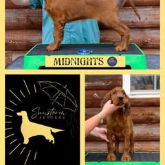 Midnights - Irish Setter puppy from Sunstorm Setters