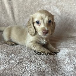 Candy - Dachshund puppy from Doxie_pupps