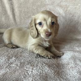 Candy - Dachshund puppy from Doxie_pupps