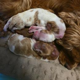 Blenheim Boy 2 - Blenheim male Cavalier King Charles Spaniel puppy in Edgewood, New Mexico from Cedar Mountain Hounds