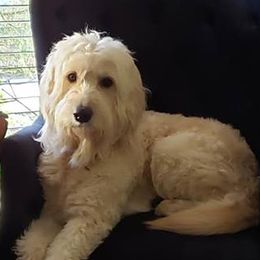 Assorted Doodle Crosses, Bernedoodles, Dachshunds, Goldendoodles, and Havanese from Kim's Cove Dog Co.