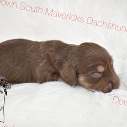 Large chocolate and cream - Chocolate and cream male Dachshund puppy in Seminary, Mississippi from Down South Mavericks Dachshunds