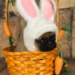 Blue collar - Fawn male Pug puppy in Tucson, Arizona from Furever Friends