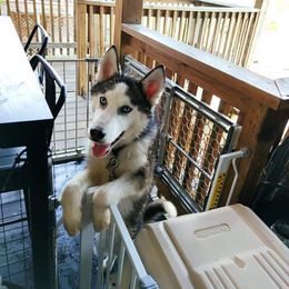 Siberian Husky All Grown Up from Sunrise Siberians
