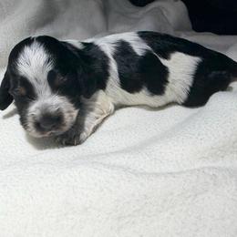 Rue - Black and tan female Dachshund puppy in Hazlehurst, Georgia from DrakeFire Dachshunds