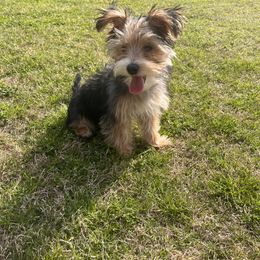 Shihpoo and Yorkipoo Puppies from Christina’s Puppy Utopia