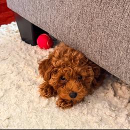 Goldendoodle and Poodle Puppies from Teddy Doods: Goldendoodles & Poodles